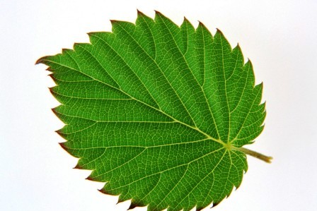 1460077769545042267.jpg 5379797_232836057308_2.jpg